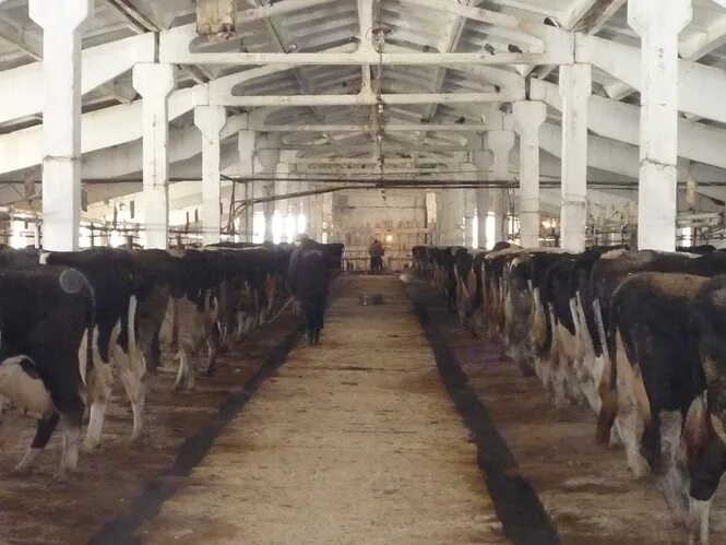 Разряды спортинг-компакт спортинг компакт нормативы. Спк барнаул. Мтф колхоза. Протокол соревнований по волейболу. Спк барнаул.