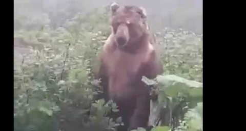 Испугались куст
