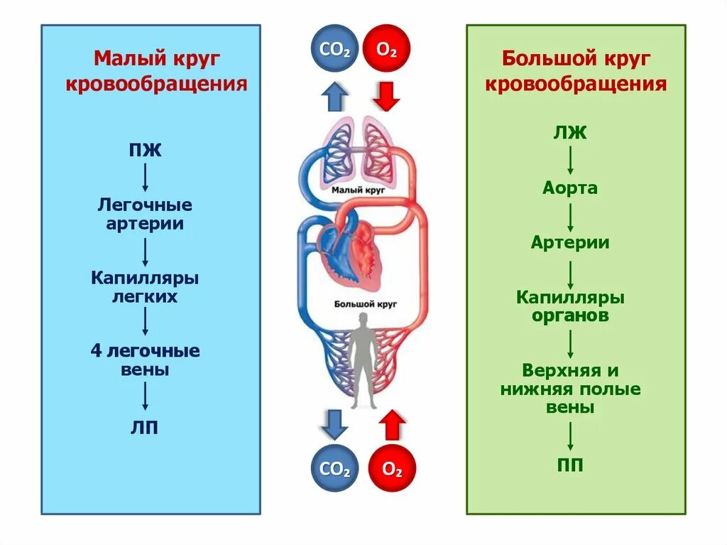 Направление кругов кровообращения