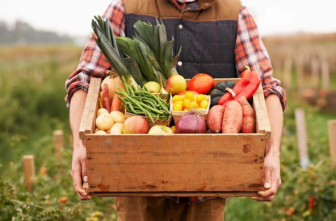сельское хозяйство фермер. фруктовый фермер. урожай фруктов. мева сабзавот экспорт. человек овощ.