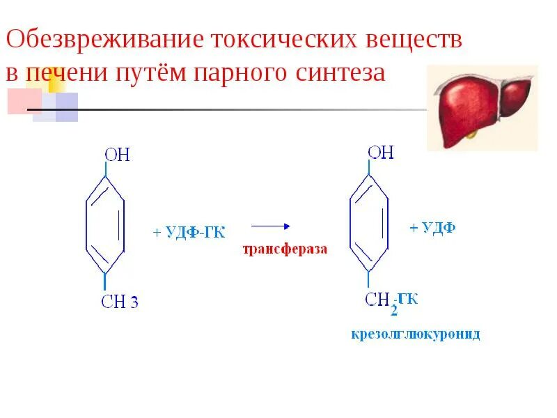 Обезвреживание токсических веществ в печени. Механизмы обезвреживания токсических веществ в печени.. Обезвреживание в печени биохимия. Схема обезвреживания токсических веществ. В печени обезвреживаются вещества