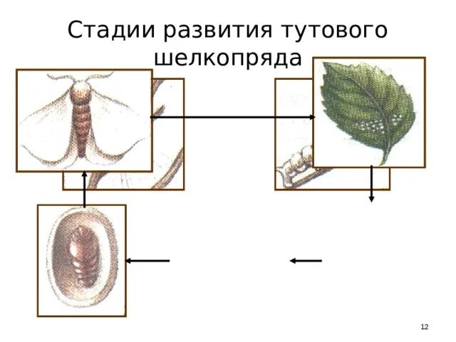 Определите тип развития животных тутовый шелкопряд. Схема развития тутового шелкопряда. стадии развития тутового шелкопряда. тутовый шелкопряд развитие. стадии развития тутового шелкопряда 4 стадии.