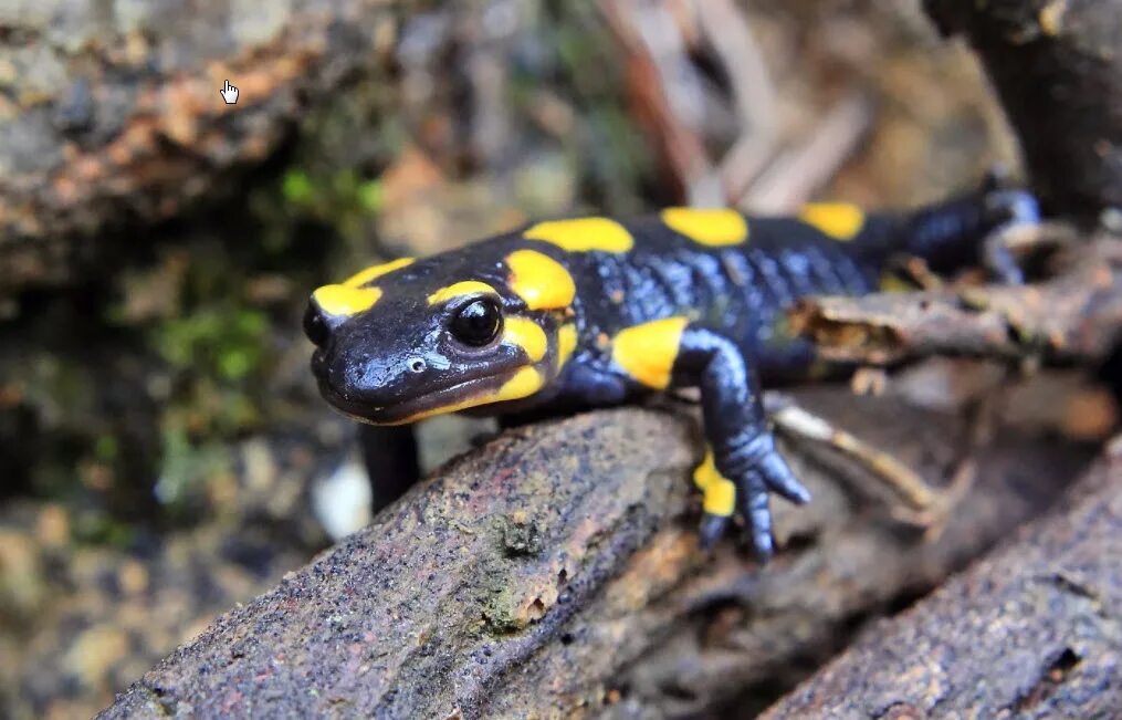 Личинка огненной саламандры. Огненная саламандра хвостатые земноводные. Саламандра в короне. Огненная саламандра. Саламандра морда.