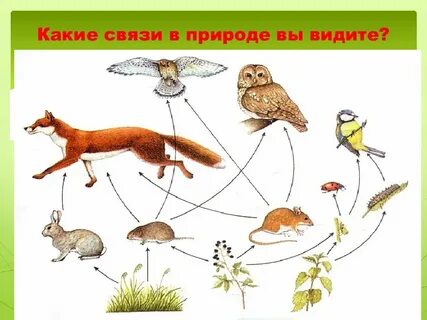 Схемы связей в природе