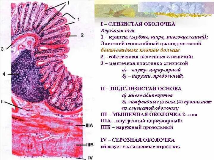 Наличие ворсинок в слизистой оболочке