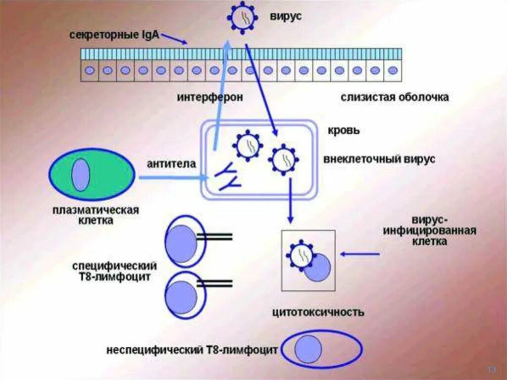 Схема действия интерферонов. Механизм образования интерферонов. Интерферон и вирус. Механизм действия вируса. Антитела иммунной системы