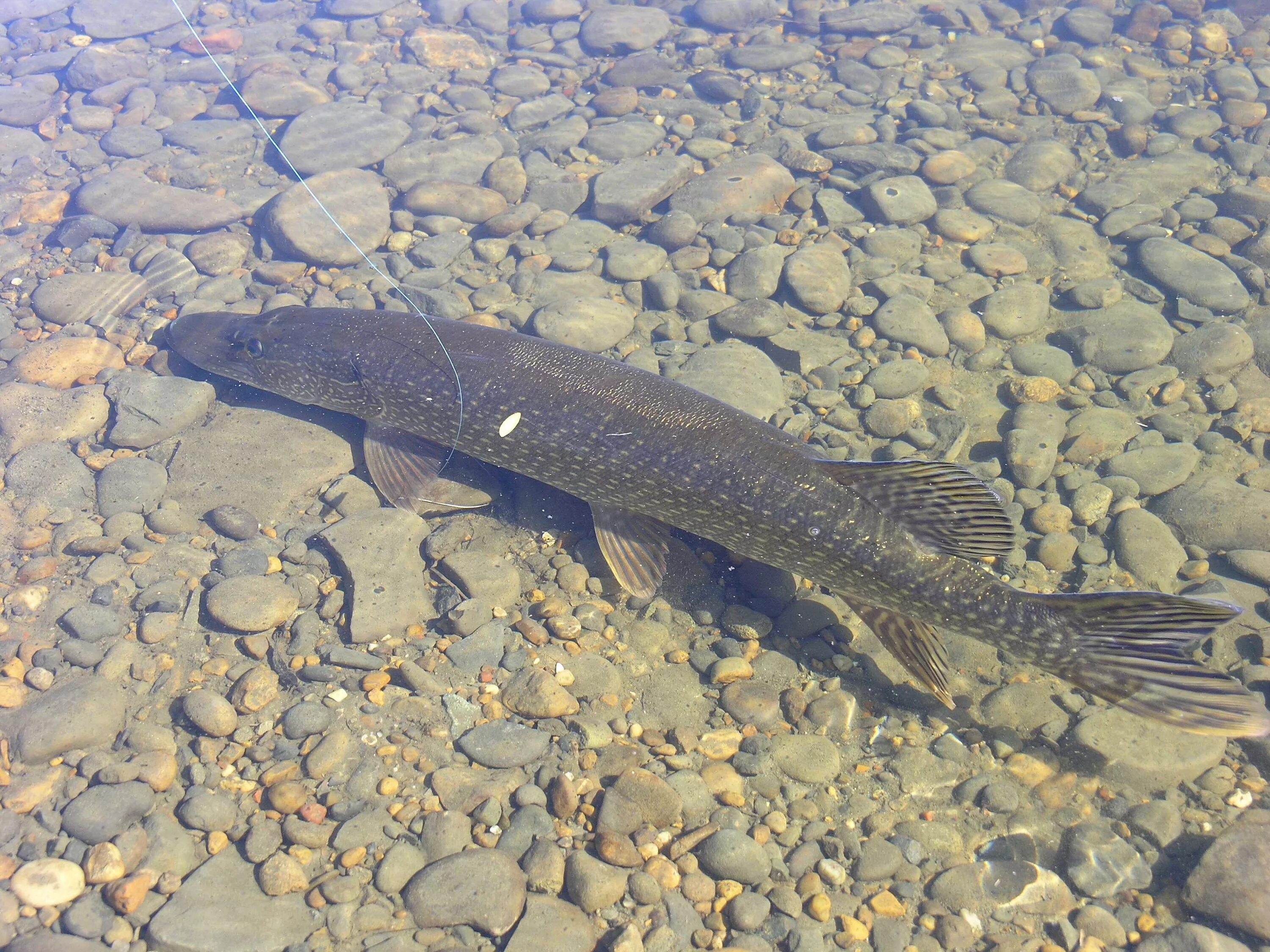 рыба в лене. нельма таймень. рыбы реки лены. таймень рыба. рыба в лене.