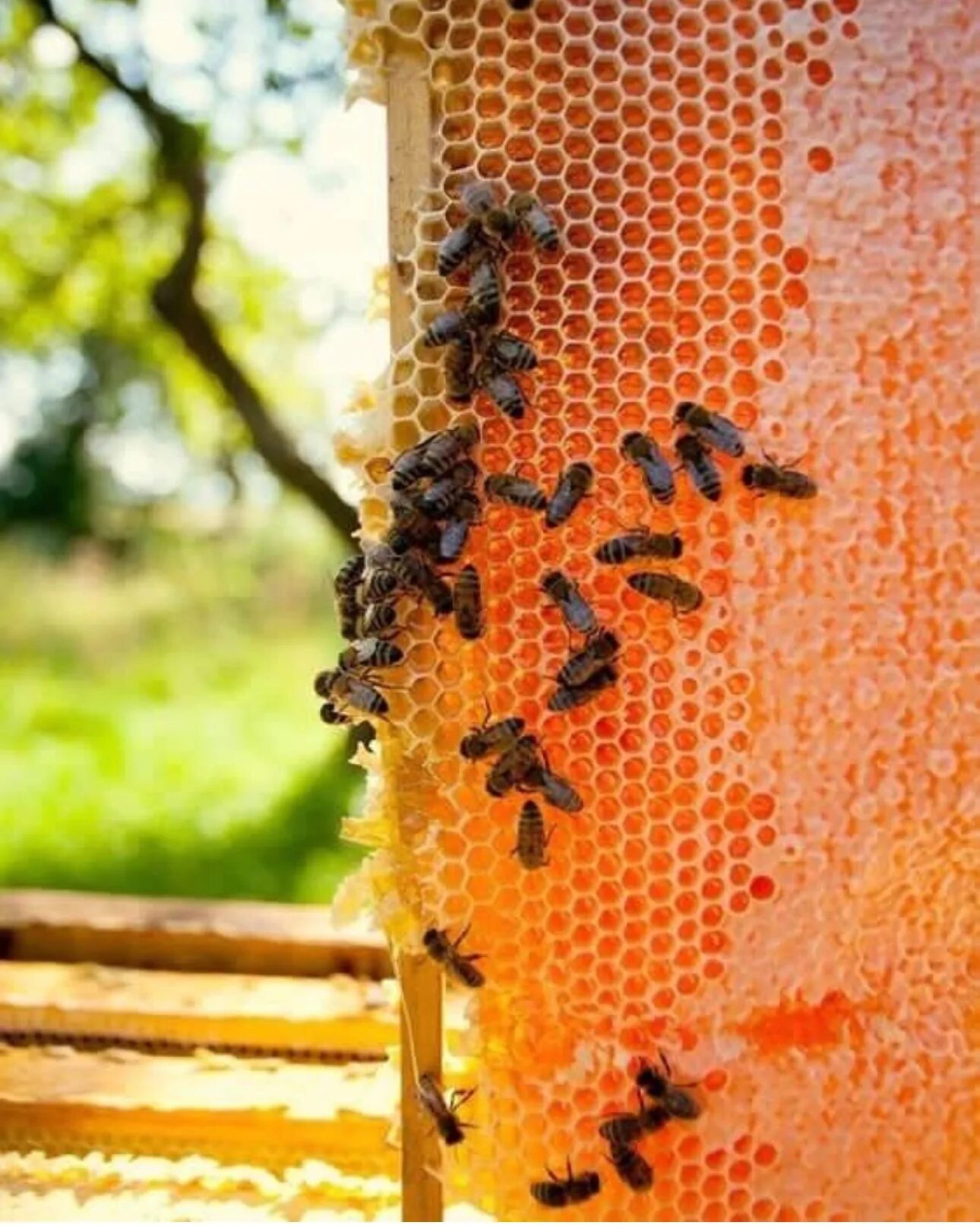 соты в майнкрафте. ферма мёда в майнкрафт. пчелиные соты в майнкрафте. блок меда крафт. майнкрафт пасека 1.