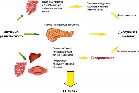 Продукция глюкозы печенью