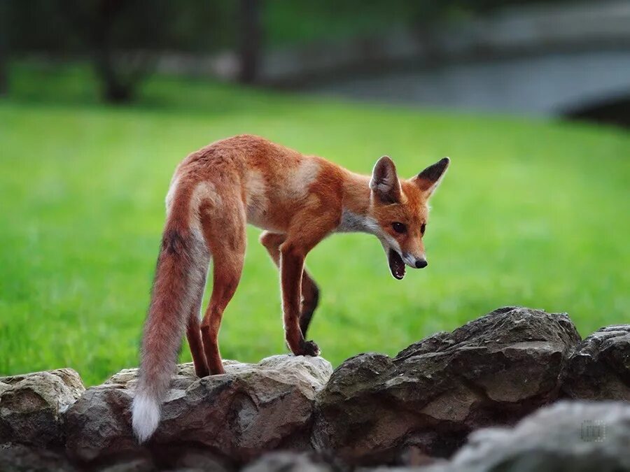 Лиса. Худая лиса. Обыкновенная лисица. Молодая лиса. Fox di