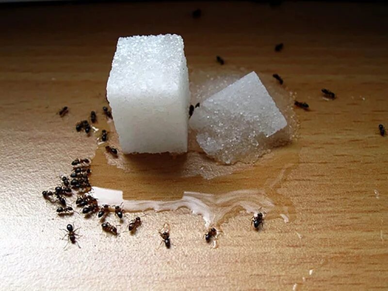 Сахар для муравьев. Муравьи. Муравьи в квартире. Домашние муравьи в квартире. Как избавиться от муравьев на даче