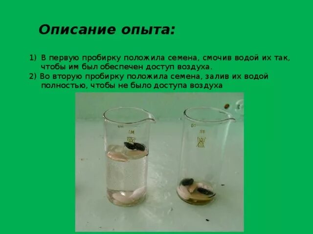 Экспериментатор измельчил семена гороха добавил. Семена в воде. Описание опыта. Прорастание семян в пробирке с водой. Опыт нагревание семян в пробирке.