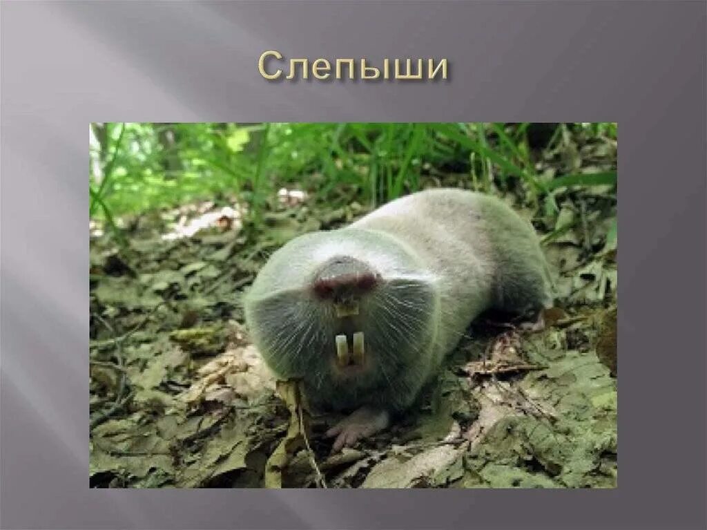 Слепыш обитает. Крот слепыш обыкновенный. Крот землеройка слепыш. Слепыш обитает. Кавказский слепыш.