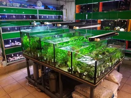 Зоомир для аквариума
