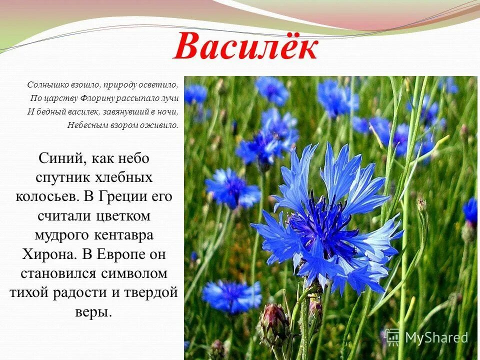 Мир василька. Васильки. Стих про Василек. Рассказ про Василек. Стихи про васильки.