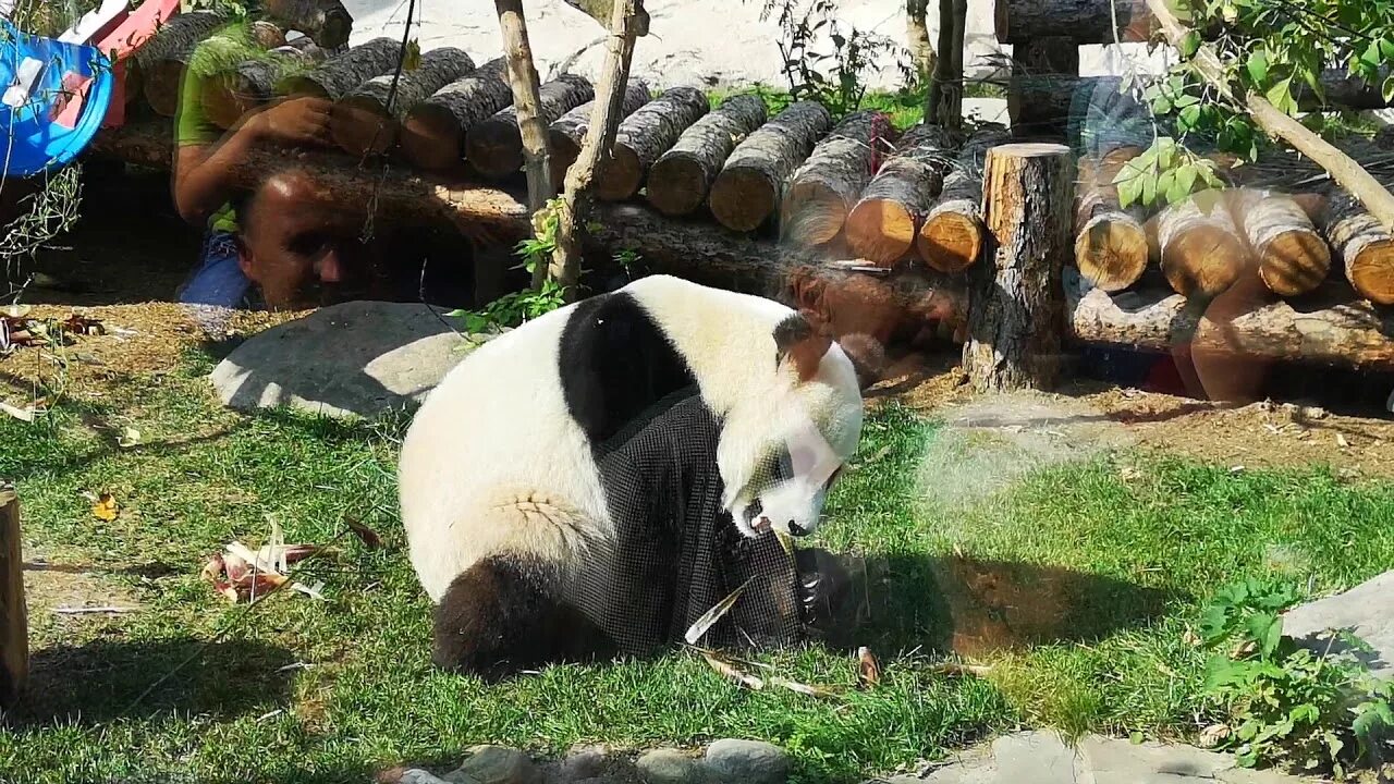 Панда в Московском зоопарке. Панда из Московского зоопарка. Жизнь панды в Московском зоопарке. Неугомонная Панда в зоопарке. Где панды в московском зоопарке