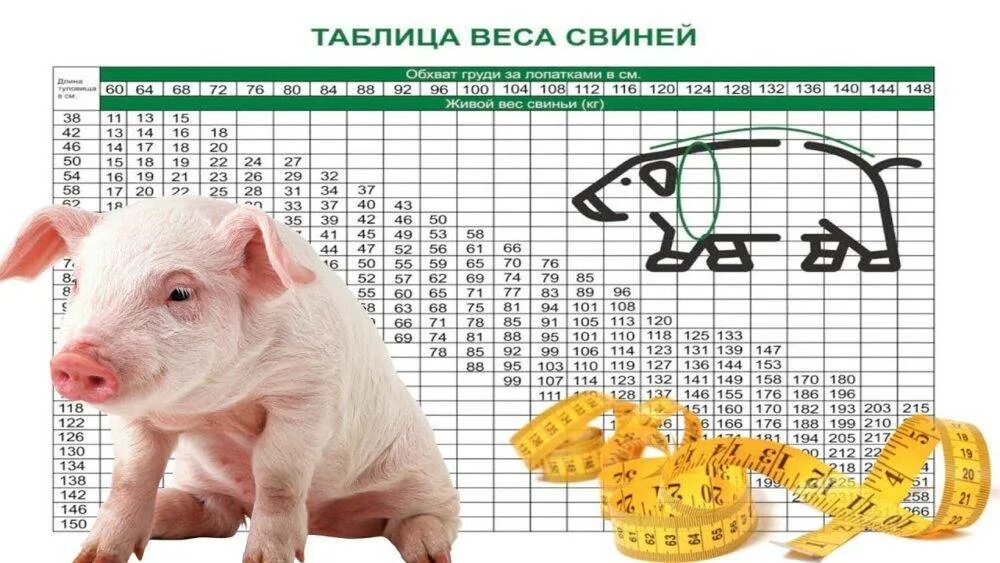 Живая масса свиньи. Таблица обмера свиней. Таблица прироста свиней. Таблица измерения живого веса поросят. Таблица взвешивания свиней живым весом.