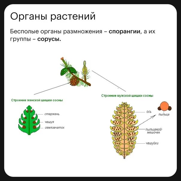 Пыльца голосеменных