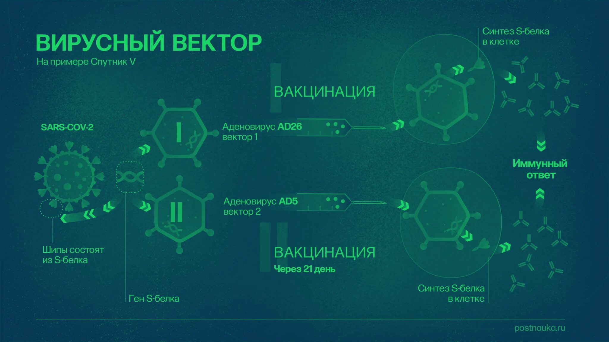 Строение генома аденовируса. Генная терапия вирусные векторы. Геном аденовируса. Вирусный вектор. Вирусные векторы.
