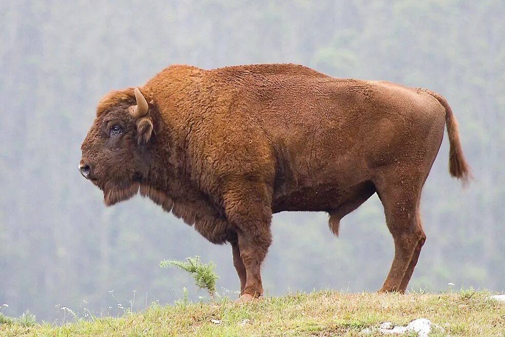 Стоит бизон. Европейский ЗУБР. ЗУБР Bison bonasus. ЗУБР вид сбоку. ЗУБР (Европейский Бизон).