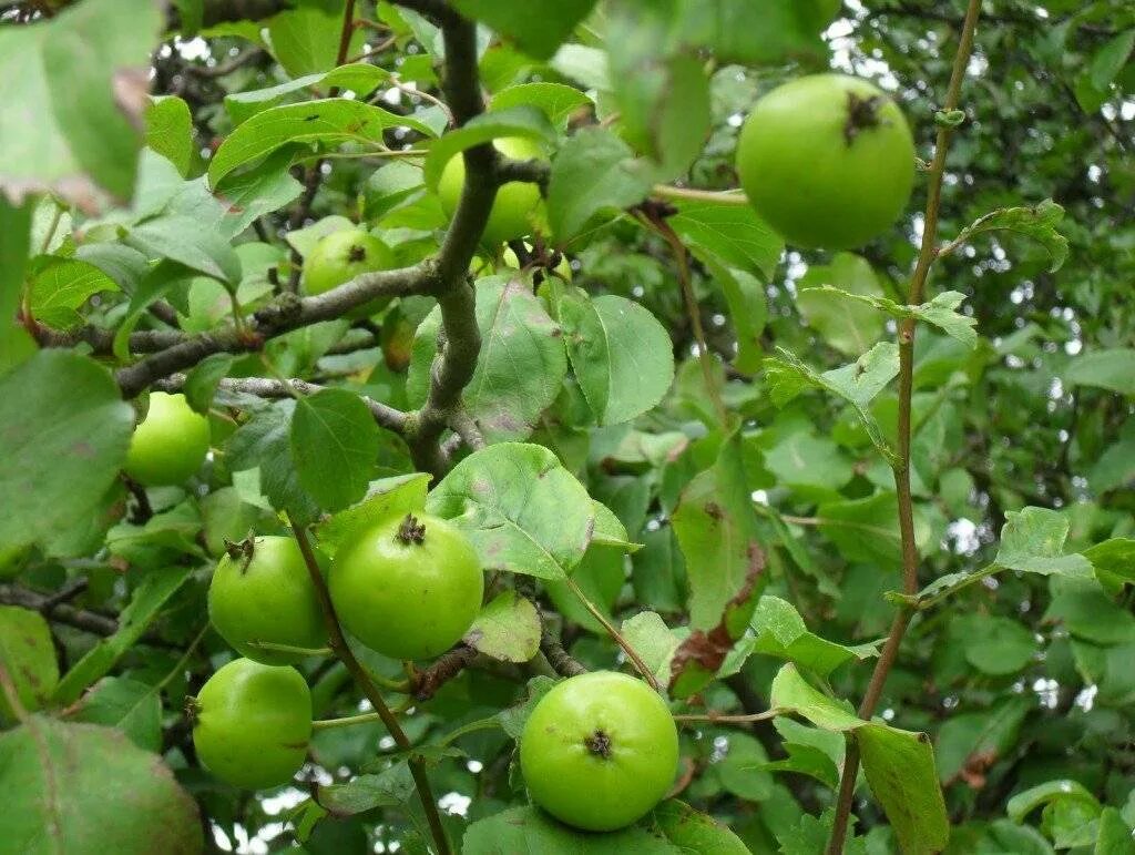 Яблоня Лесная (дичок). Яблоня Лесная Malus Sylvestris. Сорта яблони дички. Яблоня Лесная (Дикая) (Malus Sylvestris).