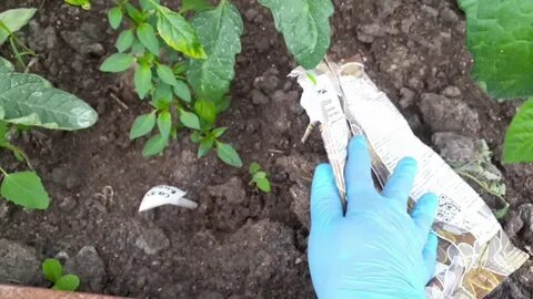 Чем подкормить томаты в начале цветения