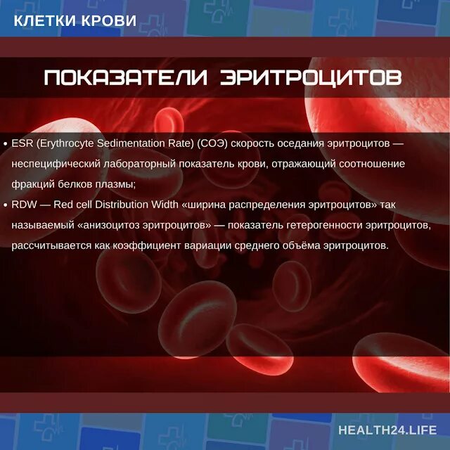 Работа эритроцитов. Основные показатели клеток крови. клетки крови эритроциты. транспортная функция эритроцитов.