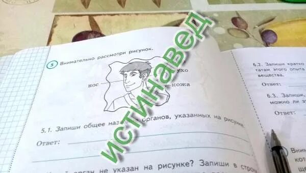 Общее название органов нос глаз. Запиши общее название органов. общее название органов указанных на рисунке. внимательно рассмотри рисунок запиши общее название органов. запиши общее название органов нос глаз ухо кожа.