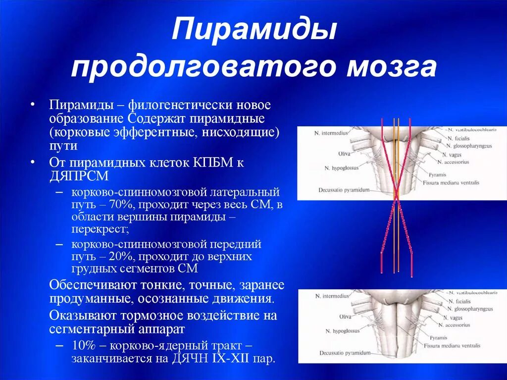 Капилляр щитовидной железы продолговатый мозг. Пирамиды функции головного мозга. Перекрест пирамид продолговатого мозга. Перекрест пирамид продолговатого мозга функции. Перекрест пирамид анатомия.