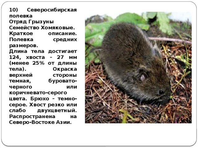 Грызуны занесенные в красную книгу. Желтогорлая лесная мышь. Хомяк красная книга. Ochotona rutila. Мышовка южная.