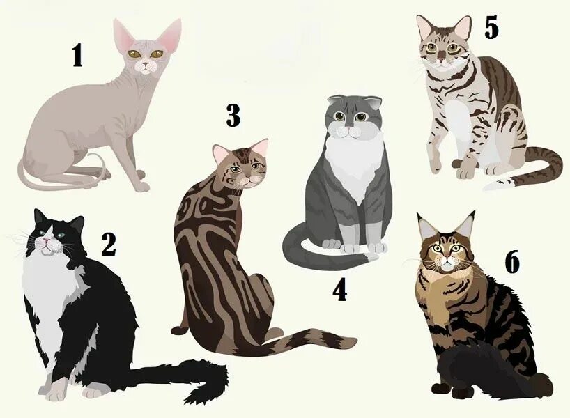 Как подобрать кошку. Тест выберите кошку. характер кошки. образ кота. тест про кошек.