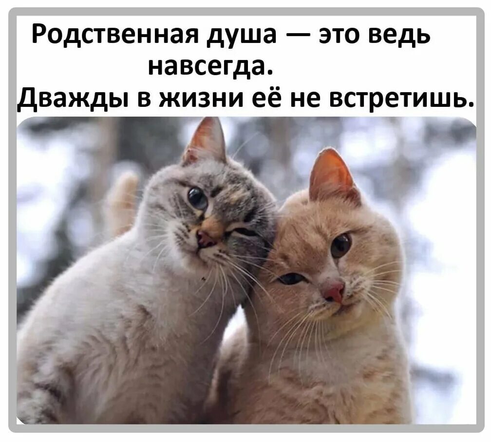 Я смотрел на нее и жил. Родственная душа это навсегда. Родная душа это ведь навсегда. Родственные души. Статусы с котиками.