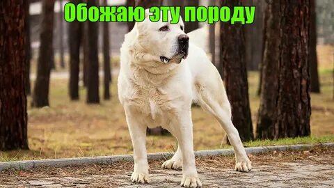 Обожаю эту породу