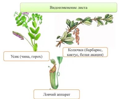 Видоизменение листа усики гороха