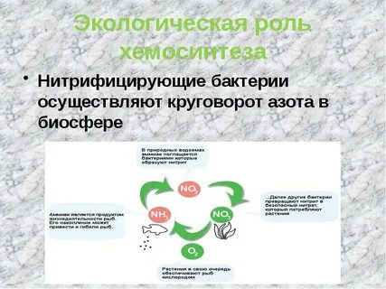 Роль хемосинтезирующих бактерий в экосистемах