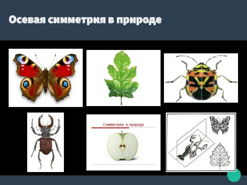 2 примера симметрии из жизни Симметрия вокруг нас Проекты