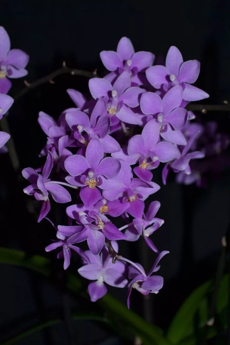 Pin on orchid-tree new collections