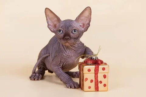 Имена котятам сфинкса