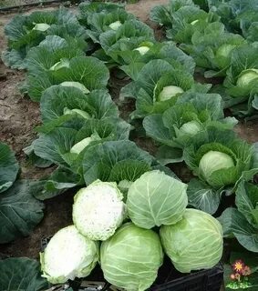 Капуста белокочанная в открытом грунте
