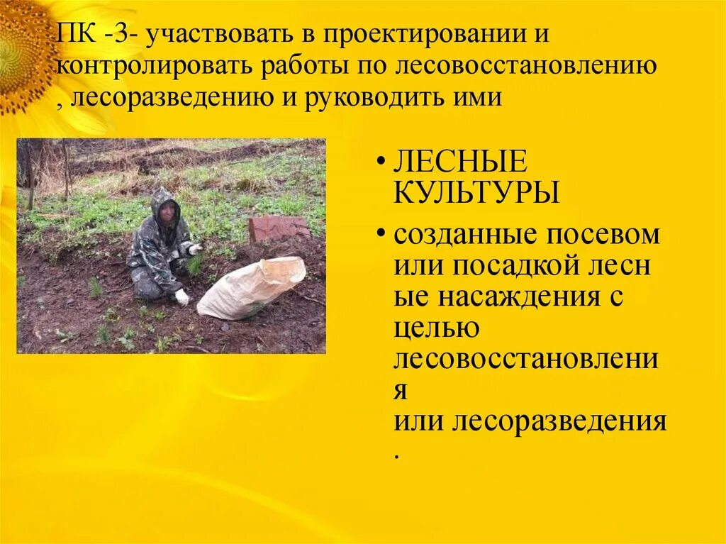 Состав проекта лесовосстановления порядок его разработки PPT Министерство лесного хозяйства Пермского края PowerPoint Presentation ID