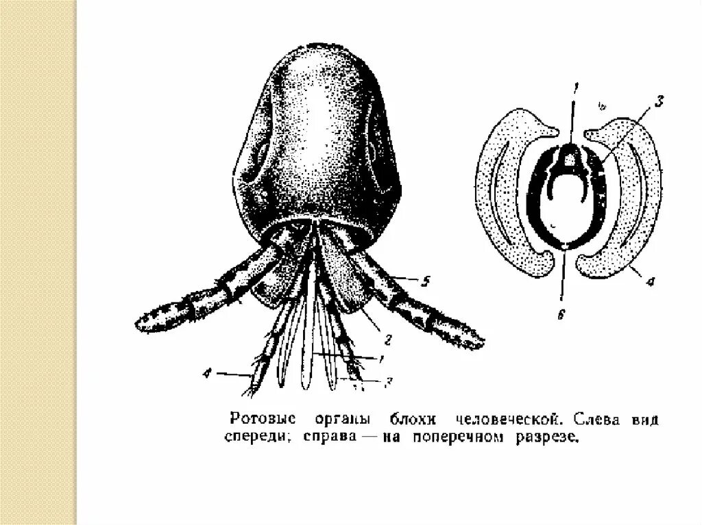 Строение ротового аппарата блохи. Ротовые органы блохи человеческой. Колюще-сосущий Тип ротового аппарата строение. Ротовой аппарат блохи схема.