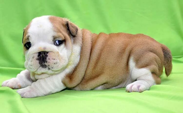 как можно назвать бульдога. французский бульдог. как можно назвать бульдога. французский бульдог кремовый. как можно назвать бульдога.