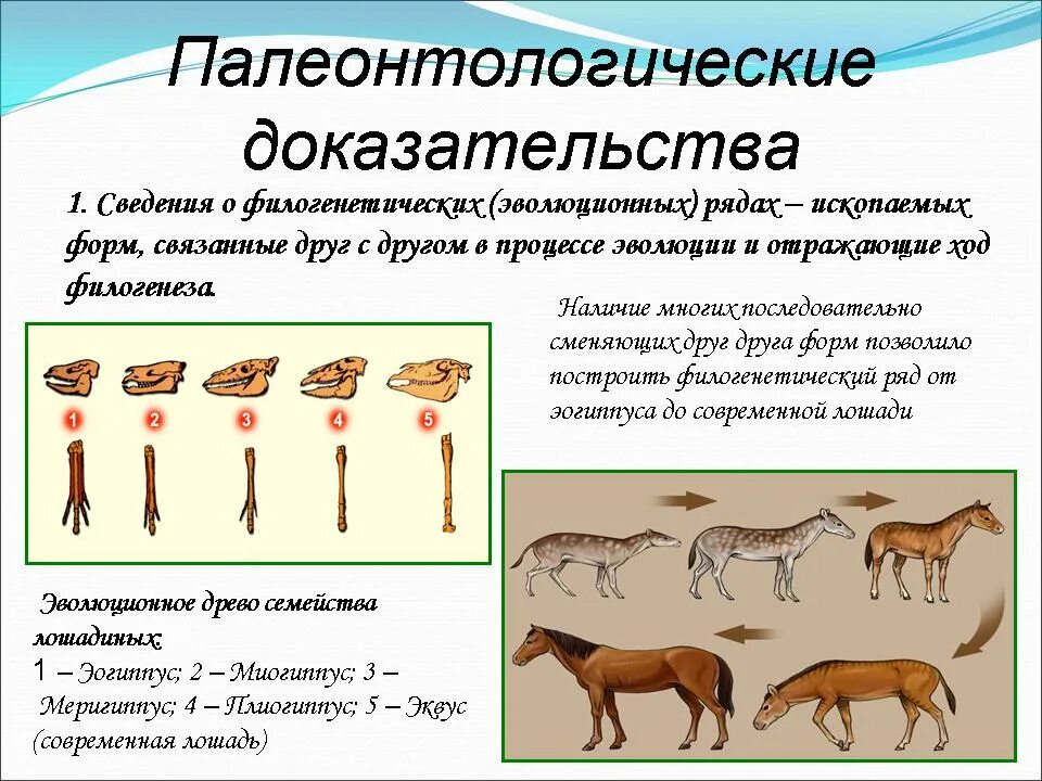 Эволюционные доказательства животных. Таблица палеонтологические доказательства эволюции животного мира. филогенетические доказательства эволюции. палеонтологические доказательства эволюции органического мира. палеонтологические доказательства эволюции палеозойской эры.