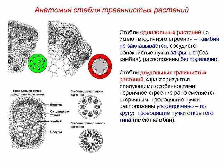 Характеристика травянистого стебля. Строение травянистого стебля однодольного и двудольного растения. Внутреннее строение травянистого стебля. Строение поперечного среза древесного стебля. Характеристика травянистого стебля.