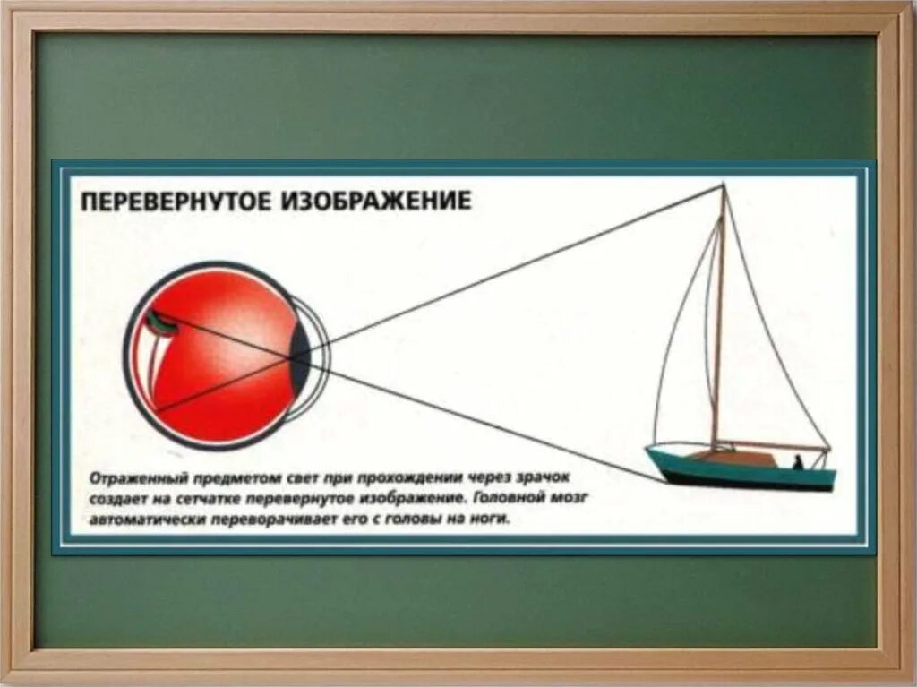 Перевернутое изображение линзы. Глаз видит перевернутое изображение почему. Проецирование изображения на сетчатку глаза. Почему мы видим перевернутое изображение. Как мы видим перевернутое изображение.