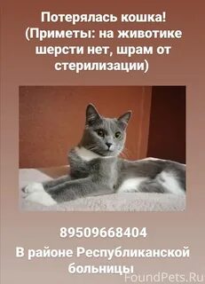 Кошка 10 месяцев