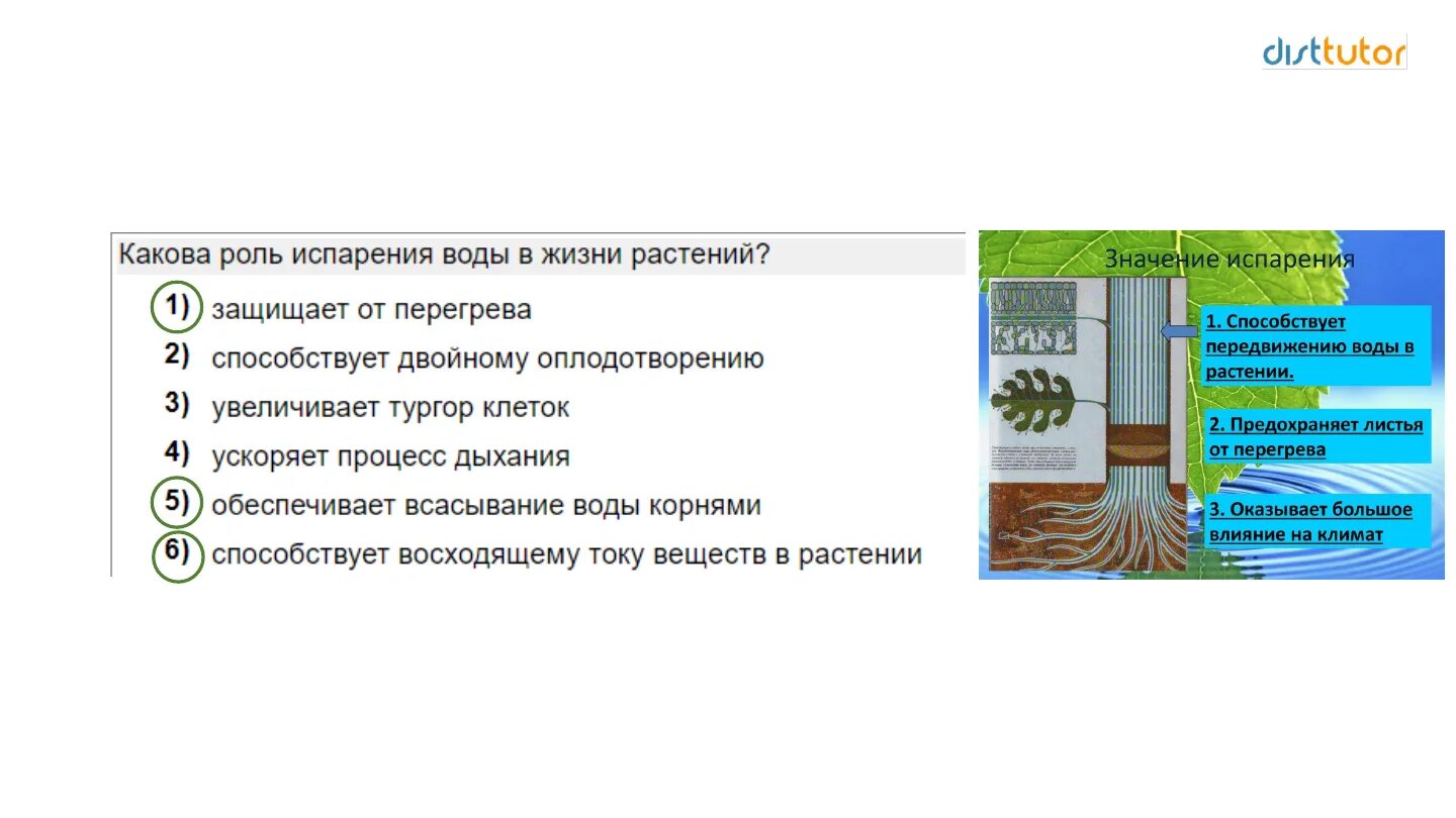Какая ботаническая наука изучает испарение