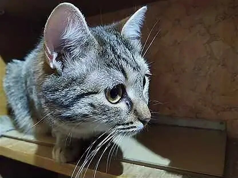 Мальтийская кошка. Авито ивановская область кошки. Мальтийская кошка фото. Кошка фото авито. Сибирские котята пермь.