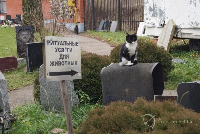 Похороны домашних животных москва. Кладбище домашних животных в Москве на Машкинском шоссе. Кладбище животных Химки. Кладбище домашних животных Москва Химки. Кладбище домашних животных Лосино Петровск.