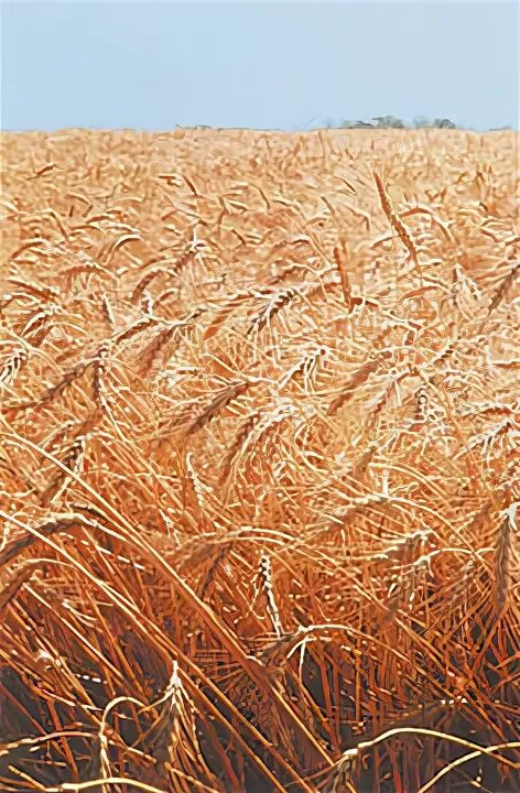 Агроценоз поля. Агроэкосистема пшеничного поля. Агроценоз поле пшеницы. Рожь агроценоз. Экосистема поле пшеницы.
